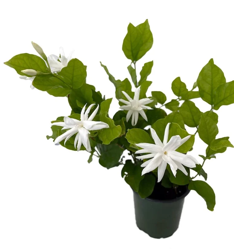 Belle of India Arabian Tea Jasmine Plant - Sambac - 4 Inch Pot - Fragrant Blooms