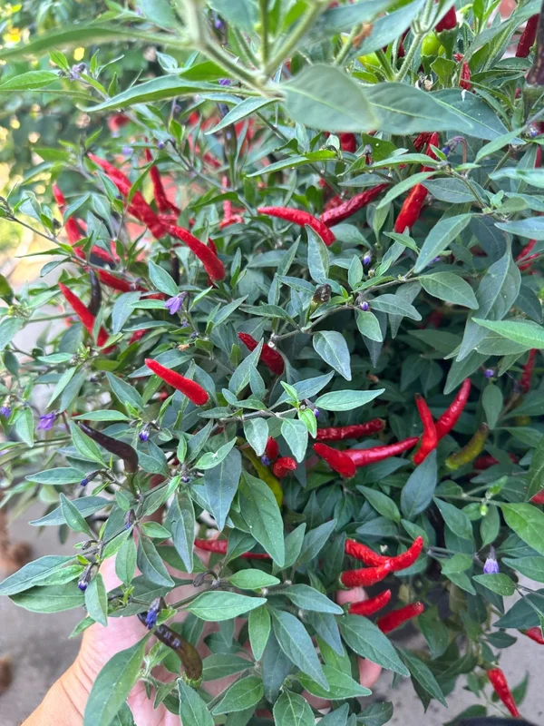 Black Cobra Pepper Seeds - Purple Tip Flower - Hot Pepper Variety