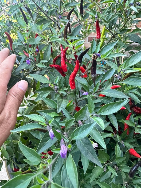 Black Cobra Pepper Seeds - Purple Tip Flower - Hot Pepper Variety