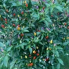Bolivian Rainbow Pepper Seeds - Heirloom Variety - Garden Seeds