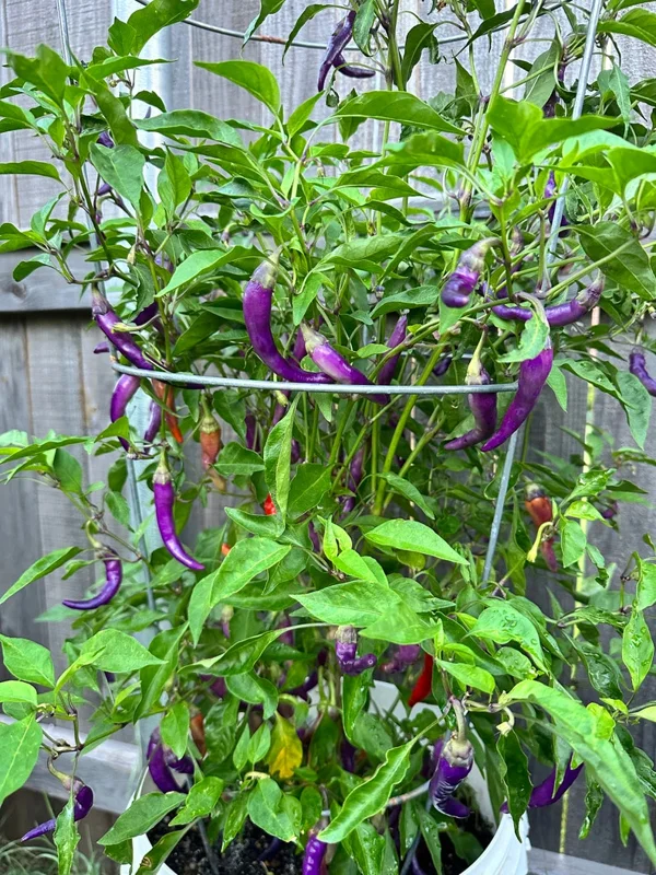 Buena Mulata Pepper Seeds - Spicy Heirloom Cayenne Variety
