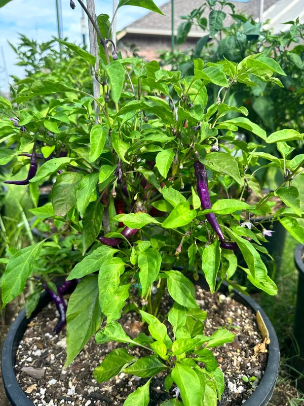 Buena Mulata Pepper Seeds - Spicy Heirloom Cayenne Variety