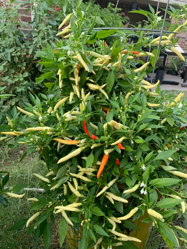 Bushy White Thai Pepper Seeds - Heirloom Variety
