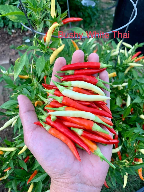 Bushy White Thai Pepper Seeds - Heirloom Variety