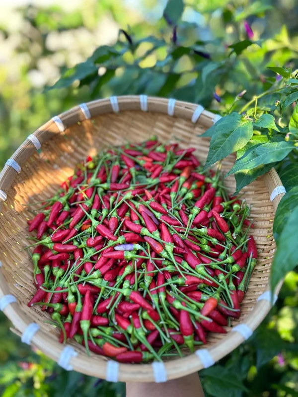 Cabai Burung Ungu Pepper Seeds - Xiêm Tím - Heirloom Variety