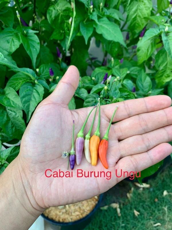 Cabai Burung Ungu Pepper Seeds - Xiêm Tím - Heirloom Variety