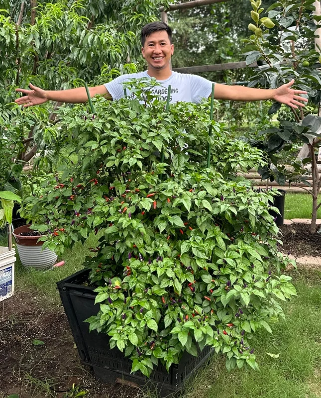 Cabai Burung Ungu Pepper Seeds - Xiêm Tím - Heirloom Variety