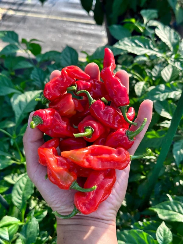 Cheiro Roxa X Pepper Seeds - Heirloom Variety - 12+ Seeds