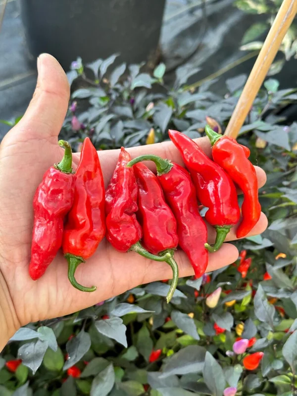 Cheiro Roxa X Pepper Seeds - Heirloom Variety - 12+ Seeds