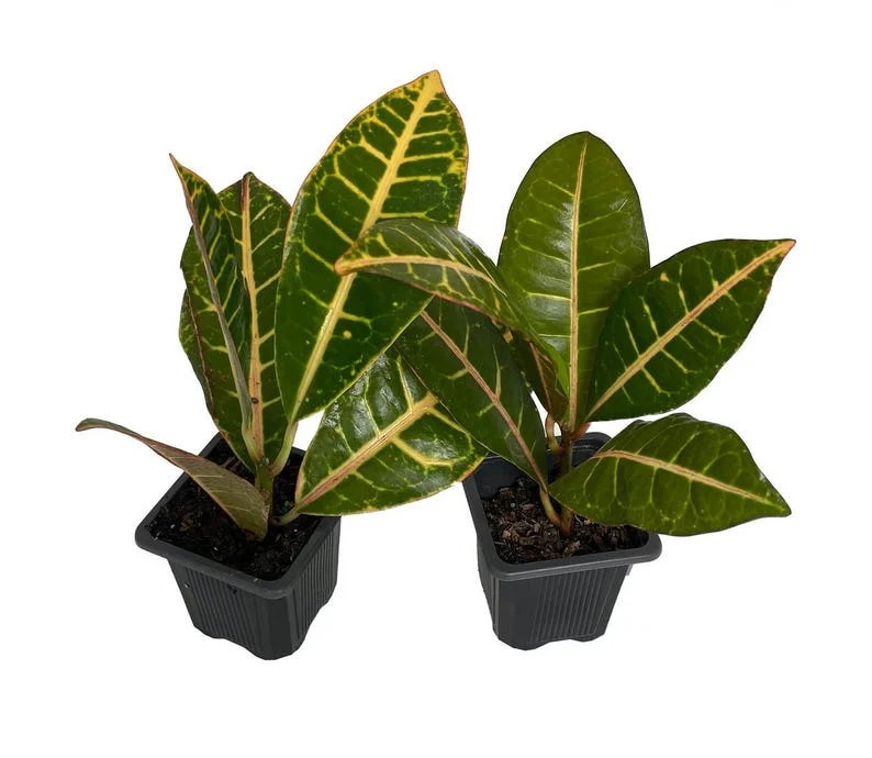 Colorful Croton Codiaeum Petra - 3 Inch Pots - Vibrant Foliage