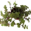Copper Jewel Vine Turtle Vine Plant - 2.5 Inch Pot - Indoor Houseplant