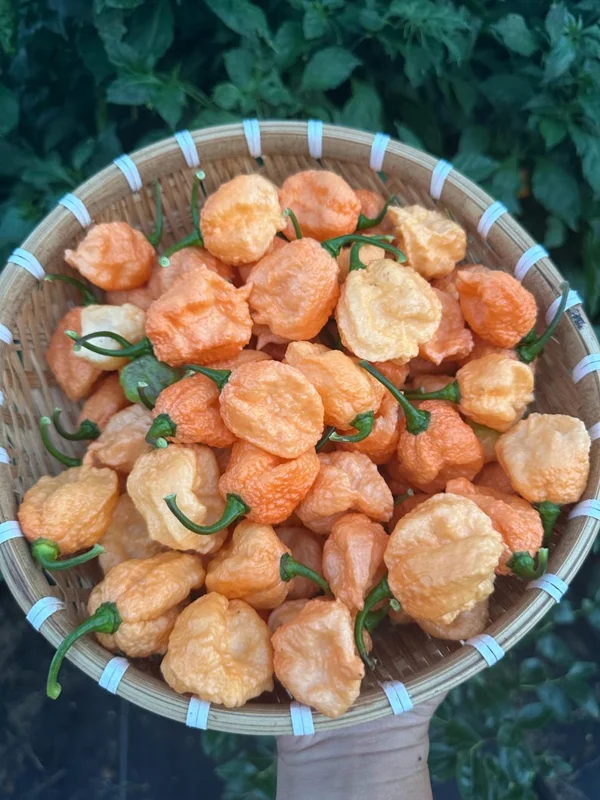 Delirio Pepper Seeds - Super Hot Variety