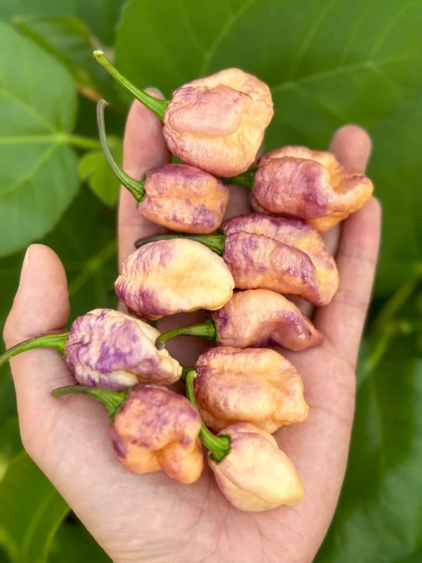 Delirio Pepper Seeds - Super Hot Variety