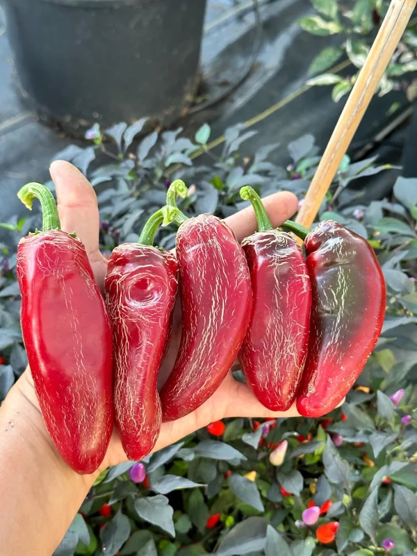 Dieghito Jalapeño X Pepper Seeds - Heirloom Variety