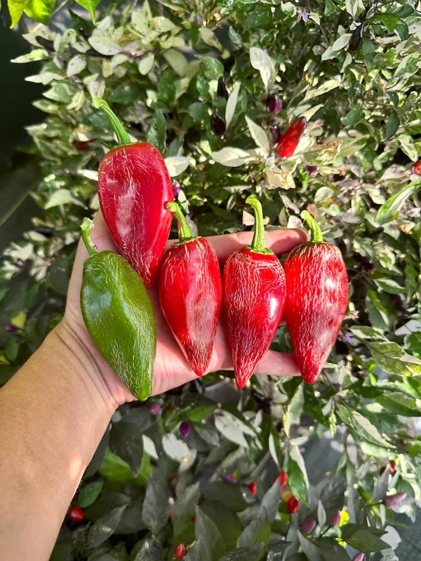 Dieghito Jalapeño X Pepper Seeds - Heirloom Variety