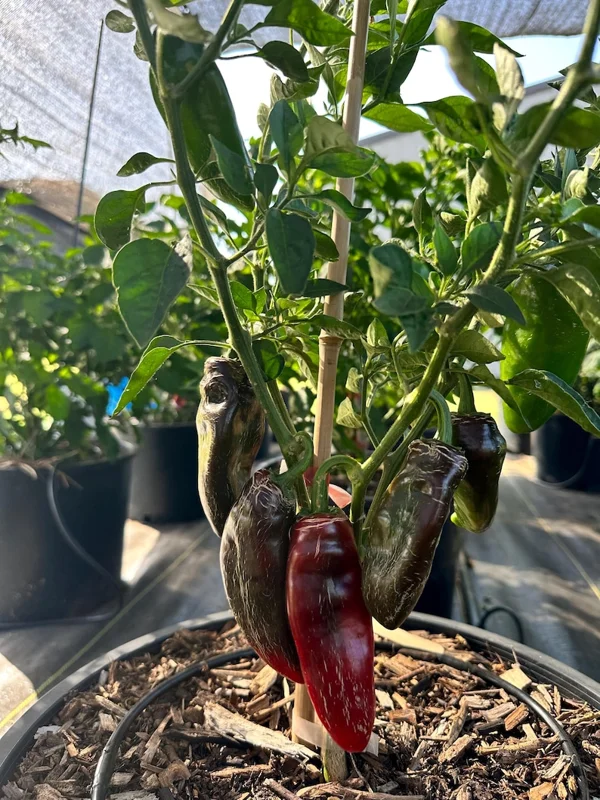 Dieghito Jalapeño X Pepper Seeds - Heirloom Variety