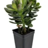 Dwarf Jade Plant - Crassula - 2.5 Inch Pot - Miniature Jade Tree