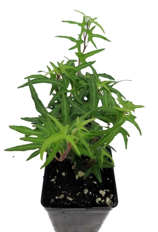 English Ivy Plant - 2.5 Inch Pot - Terrarium Fairy Garden Houseplant