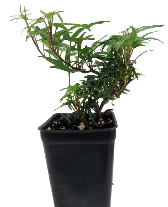 English Ivy Plant - 2.5 Inch Pot - Terrarium Fairy Garden Houseplant