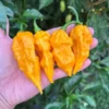 Fatalii Yellow Pepper Seeds - Spicy Citrus Flavor - Garden Seeds