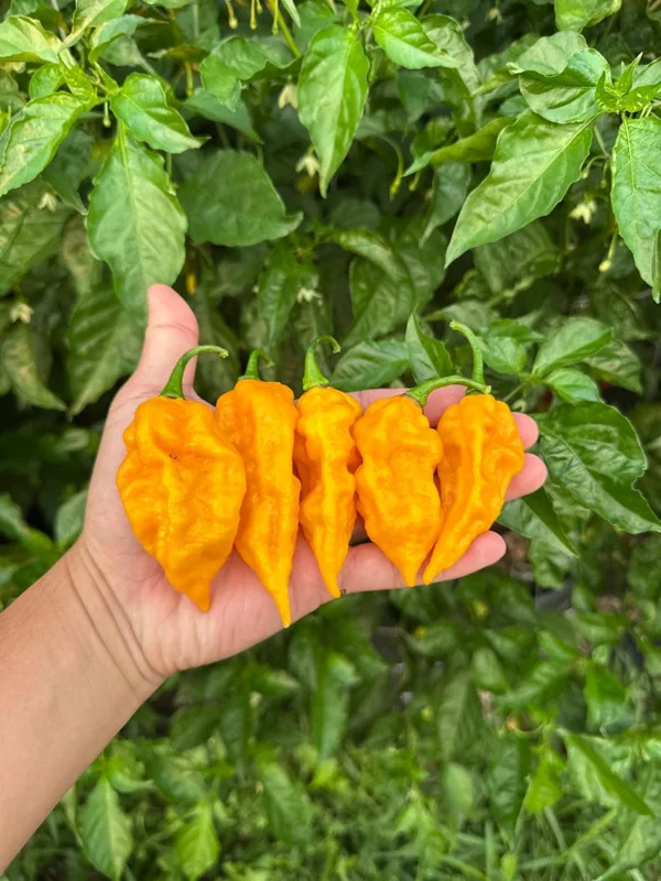 Fatalii Yellow Pepper Seeds - Spicy Citrus Flavor - Garden Seeds