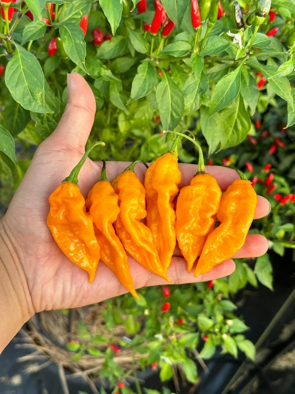 Fatalii Yellow Pepper Seeds - Spicy Citrus Flavor - Garden Seeds