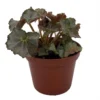 Five and Dime Begonia Plant - 2.5 Inch Pot - Easy Houseplant