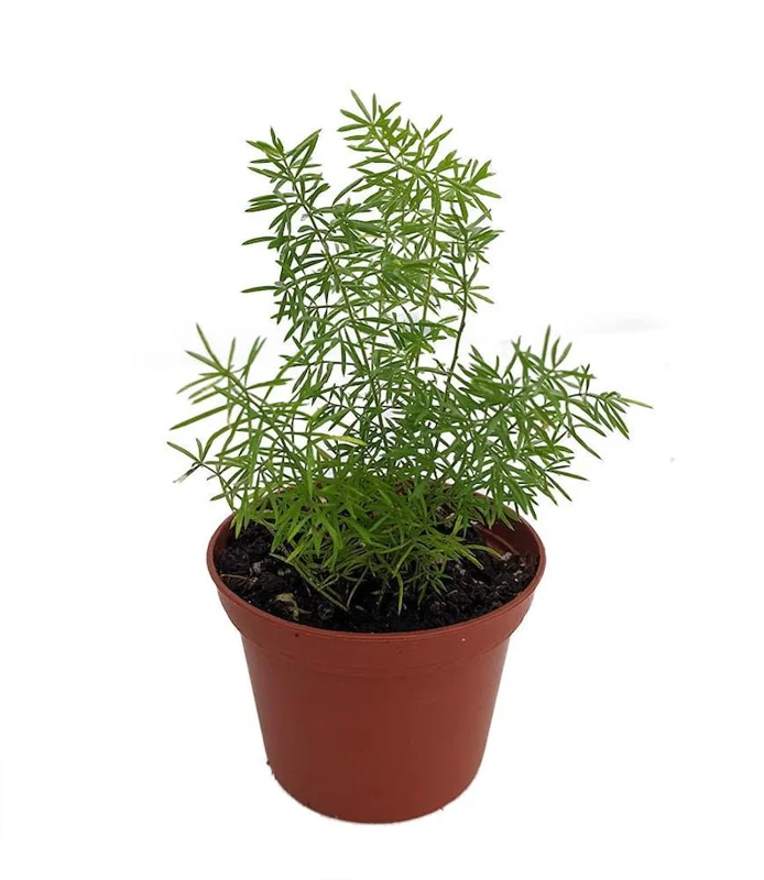 Foxtail Fern Asparagus meyerii Live Plant - 2.5 Inch Pot - Green Foliage