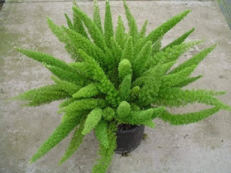 Foxtail Fern Asparagus meyerii Live Plant - 2.5 Inch Pot - Green Foliage