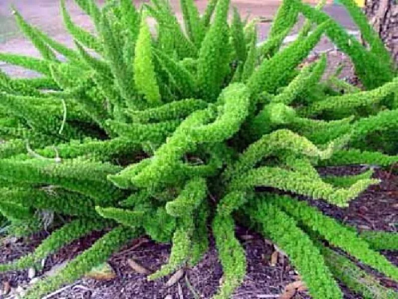 Foxtail Fern Asparagus meyerii Live Plant - 2.5 Inch Pot - Green Foliage