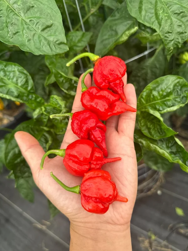 Gasoline Pepper Seeds - Fiery Hot Chili Seeds
