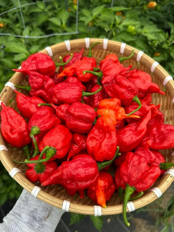 Gasoline Pepper Seeds - Fiery Hot Chili Seeds