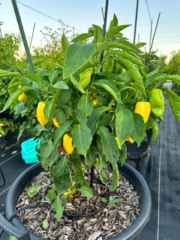 Giant Lemon Jalapeño Pepper Seeds - Mild Flavor, Organic
