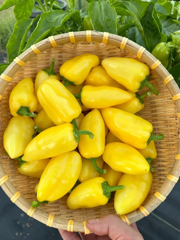Giant Lemon Jalapeño Pepper Seeds - Mild Flavor, Organic