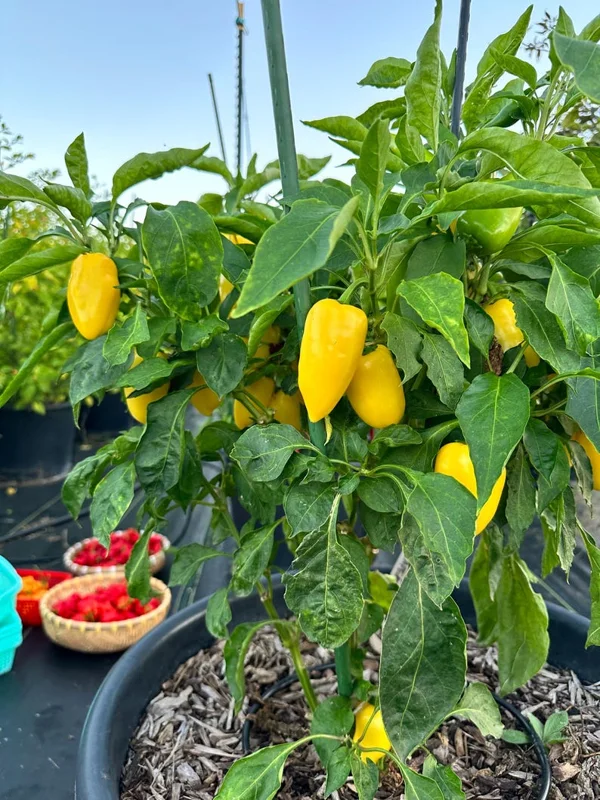 Giant Lemon Jalapeño Pepper Seeds - Mild Flavor, Organic