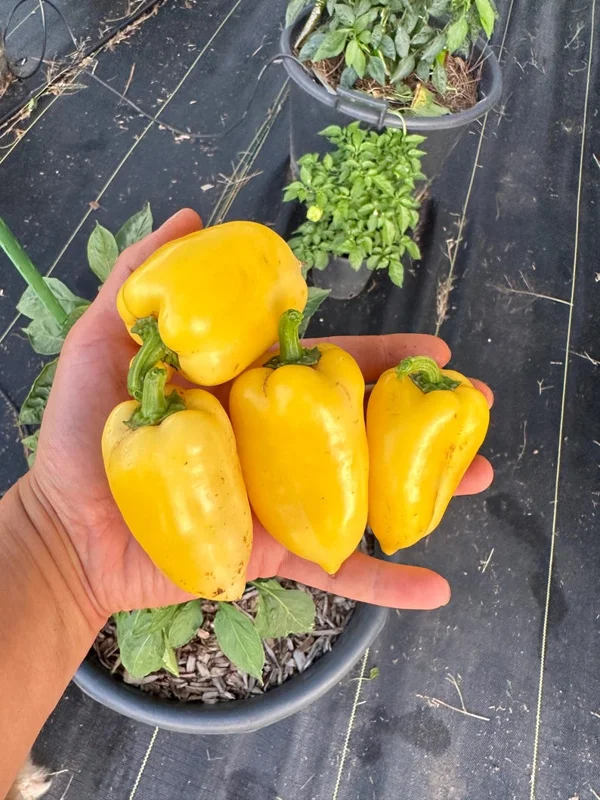Giant Lemon Jalapeño Pepper Seeds - Mild Flavor, Organic