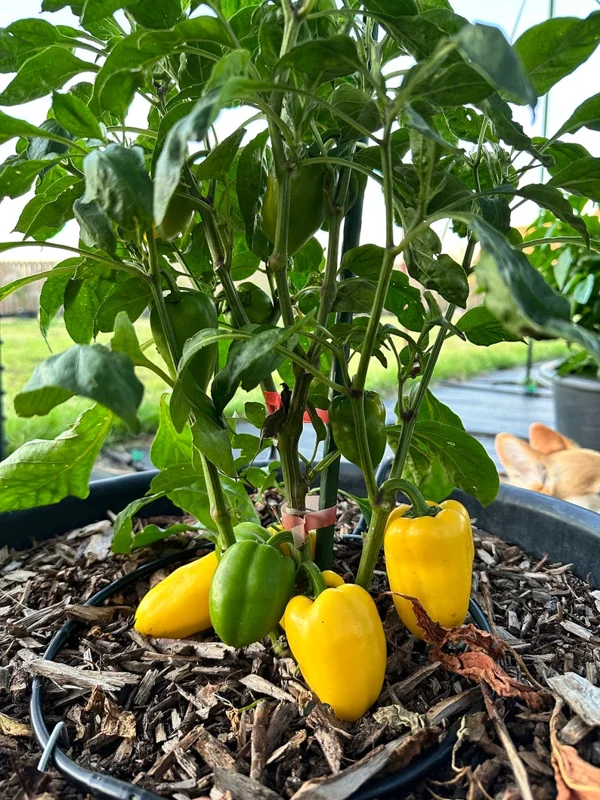 Giant Lemon Jalapeño Pepper Seeds - Mild Flavor, Organic