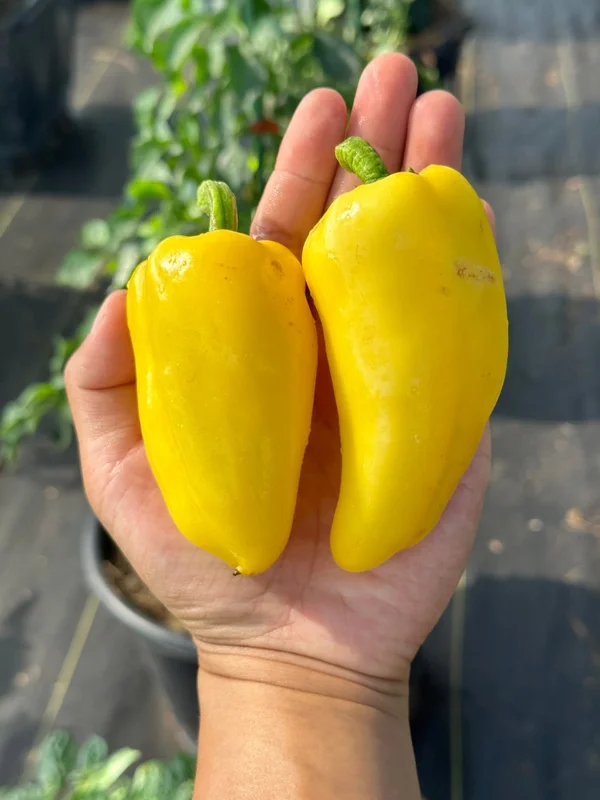 Giant Lemon Jalapeño Pepper Seeds - Mild Flavor, Organic