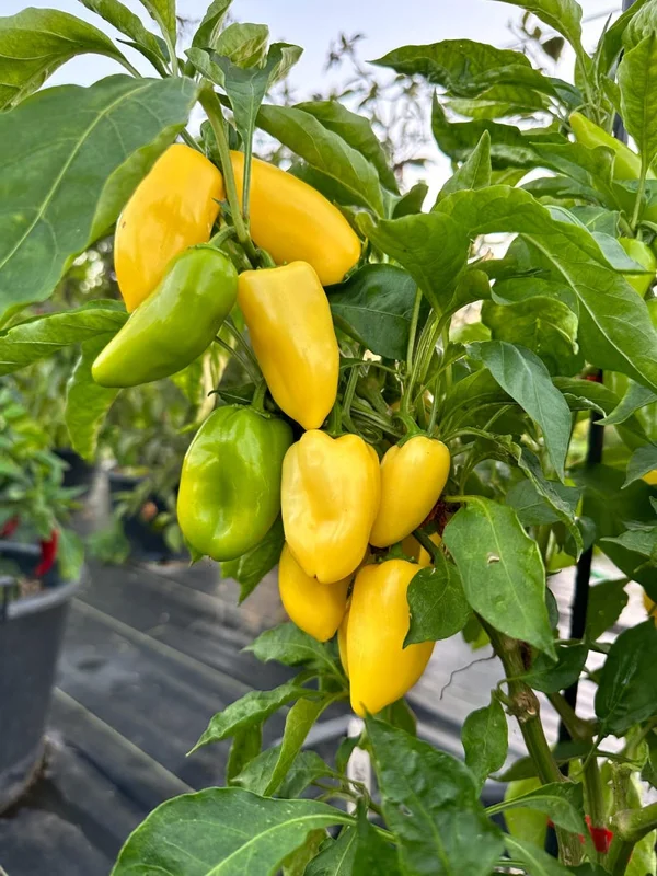 Giant Lemon Jalapeño Pepper Seeds - Mild Flavor, Organic