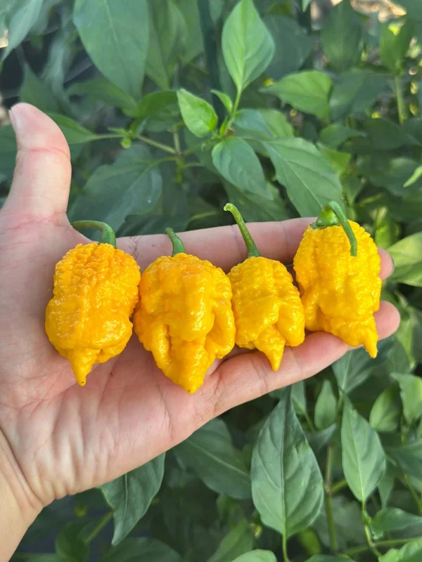 God Stopper Pepper Seeds - Super Hot Chili - Garden Seed