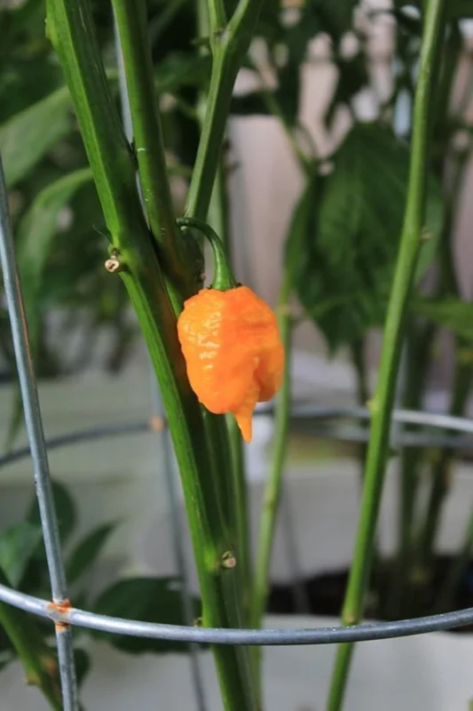 God Stopper Pepper Seeds - Super Hot Chili - Garden Seed