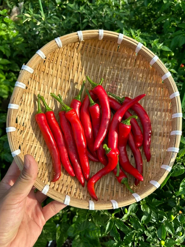 Hangjiao #6 Pulsar Pepper Seeds - Mild Heat, Prolific Producer