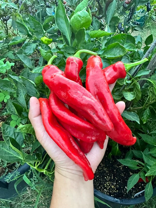 Hangjiao #9 Big Bang Pepper Seeds - Heirloom Variety