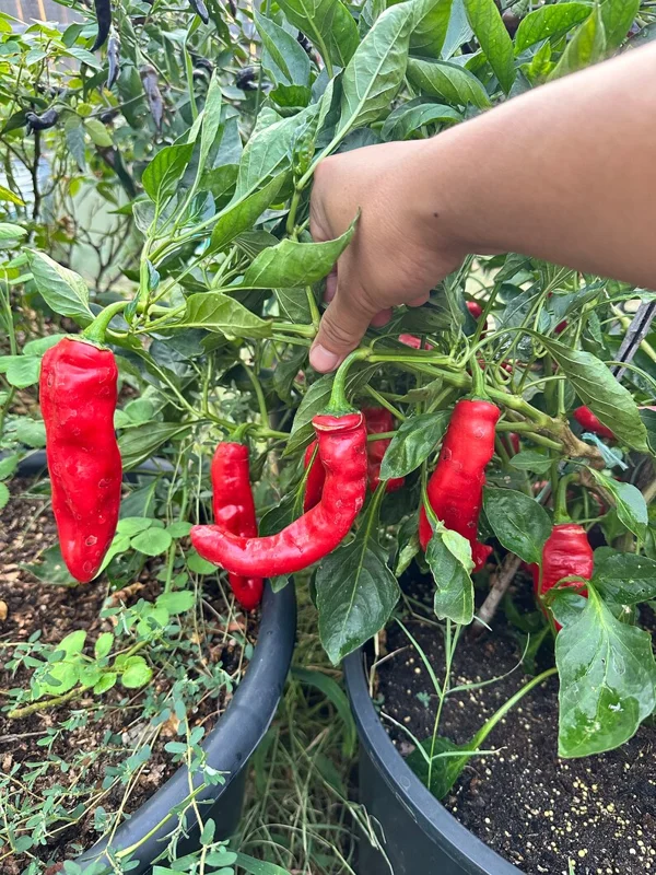 Hangjiao #9 Big Bang Pepper Seeds - Heirloom Variety