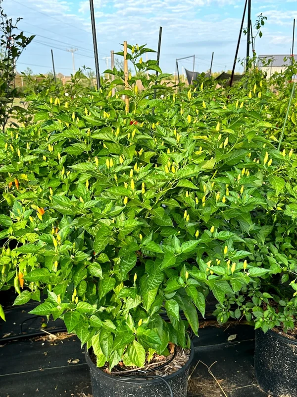 Hawaiian Kona Pepper Seeds - Heirloom Variety - Grow Your Own