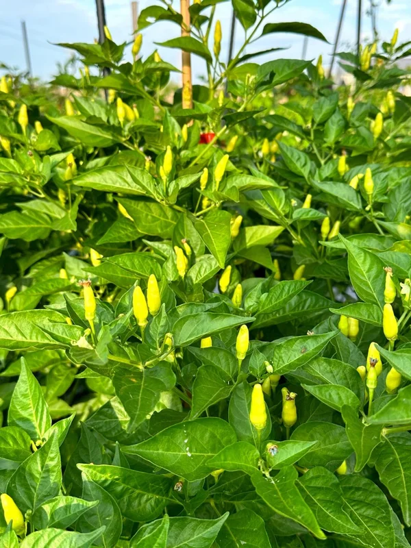 Hawaiian Kona Pepper Seeds - Heirloom Variety - Grow Your Own