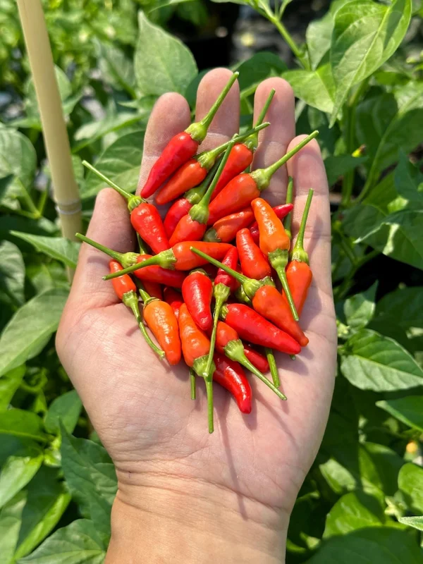 Hawaiian Kona Pepper Seeds - Heirloom Variety - Grow Your Own