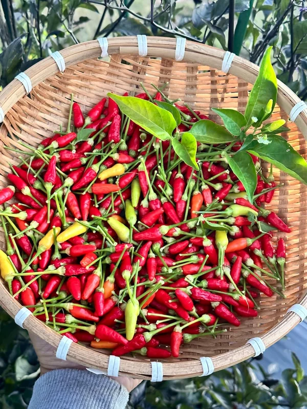 Hawaiian Kona Pepper Seeds - Heirloom Variety - Grow Your Own