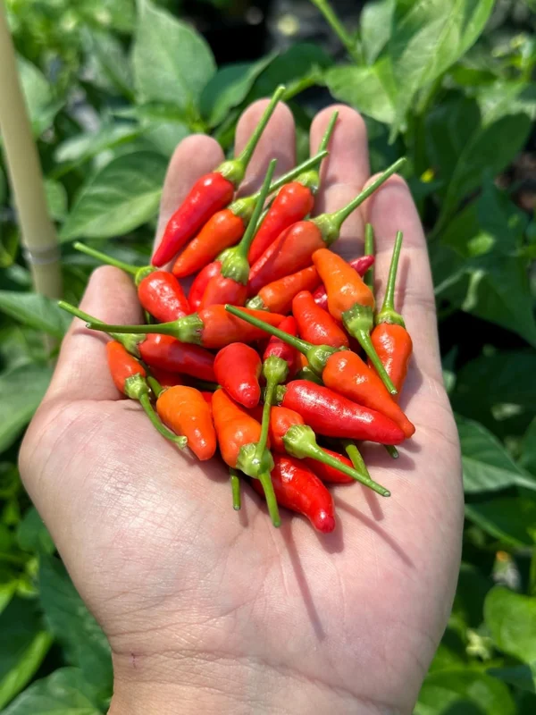Hawaiian Kona Pepper Seeds - Heirloom Variety - Grow Your Own