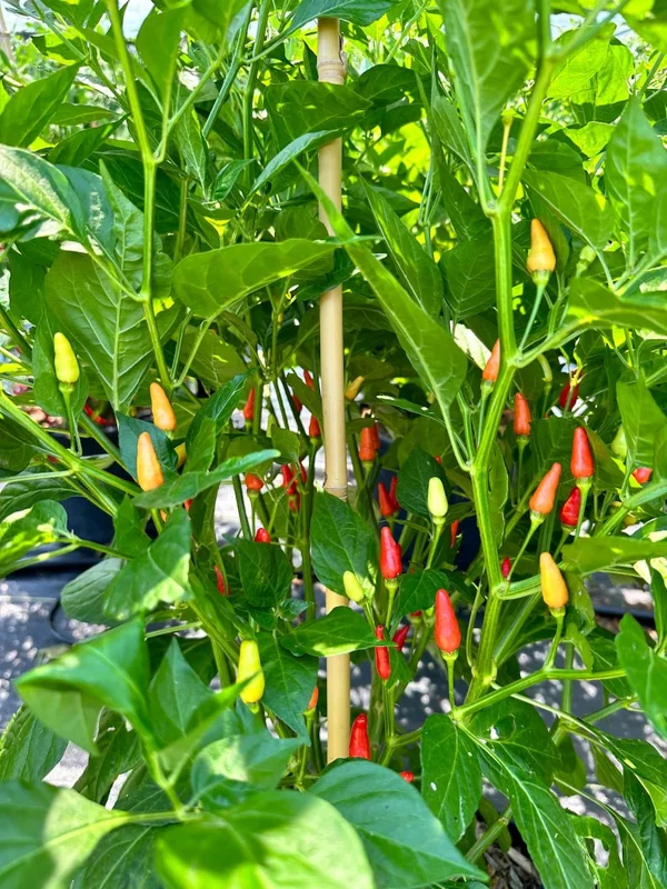 Hawaiian Kona Pepper Seeds - Heirloom Variety - Grow Your Own